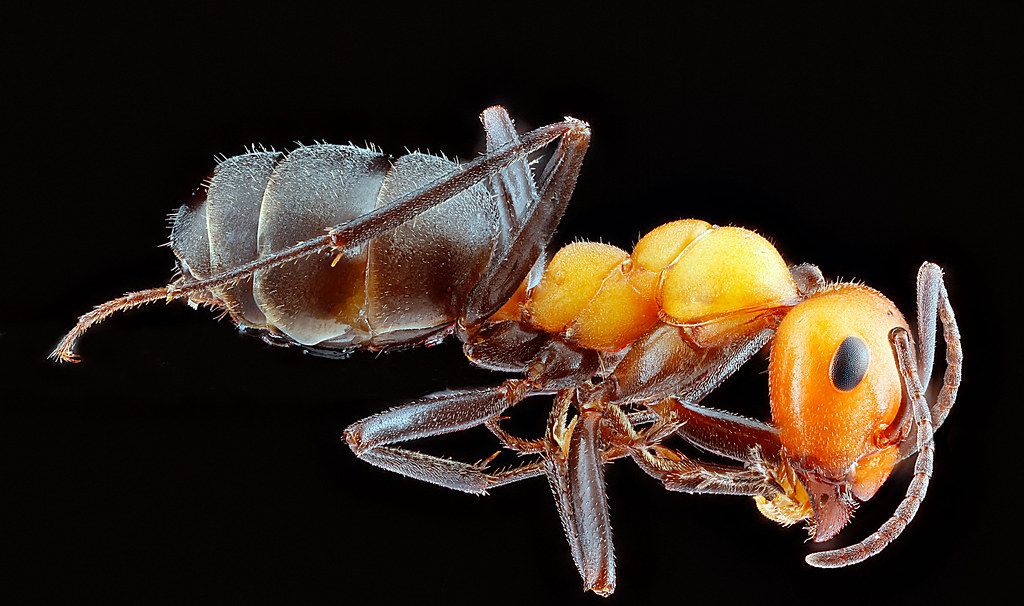 Ant Control service in Lakewood, CO