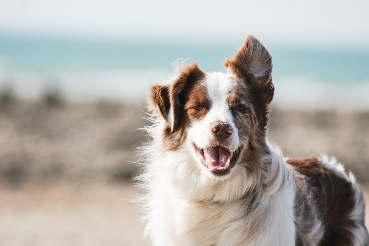 Flea & Tick Control service in Lakewood, CO