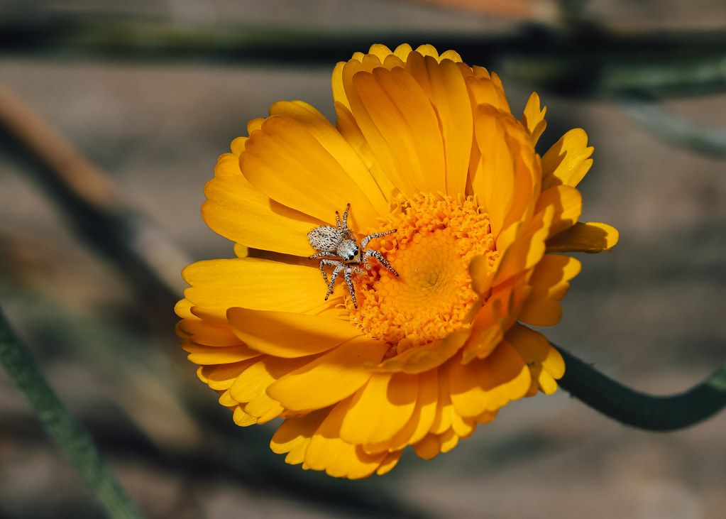 Spider Control service in Lakewood, CO